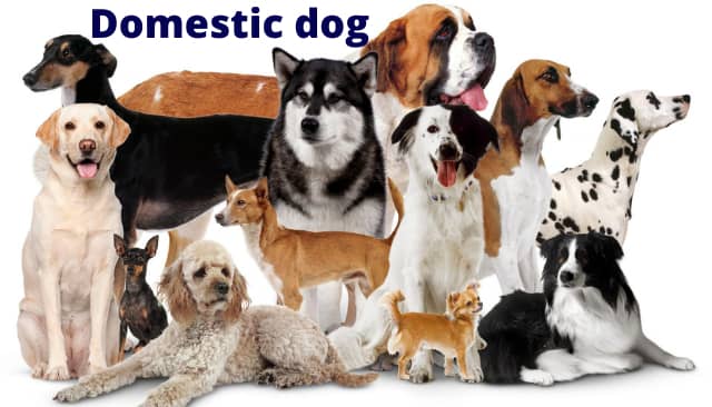 Domestic dog