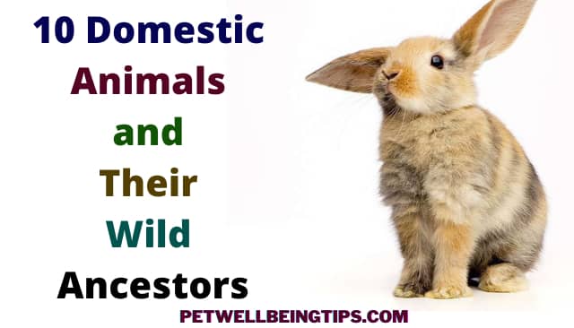 10 Domestic Animals and Their Wild Ancestors