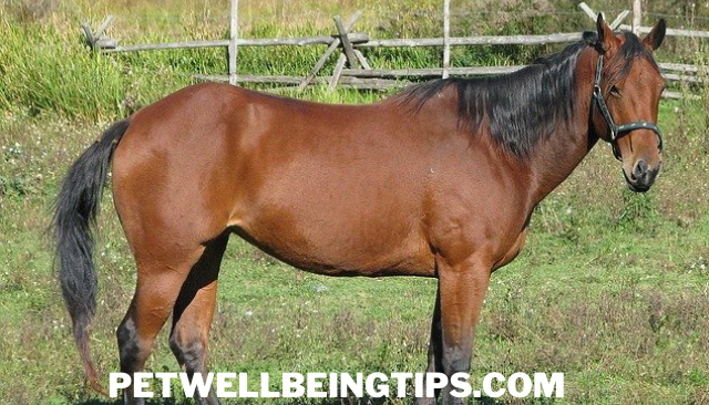 Domestic horse