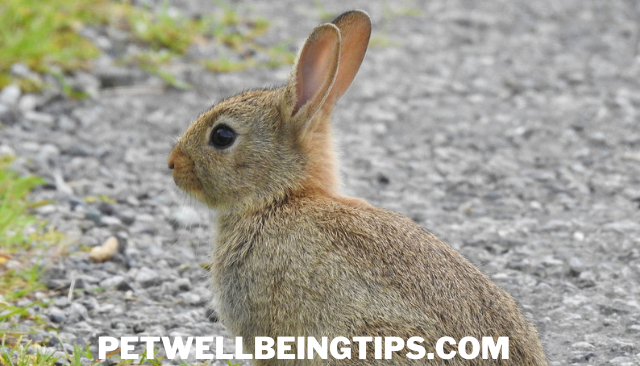 European rabbit