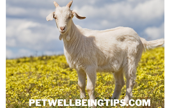 Domestic goat
