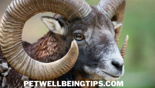 Mouflon