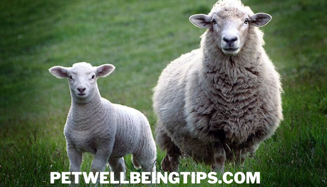 Domestic sheep