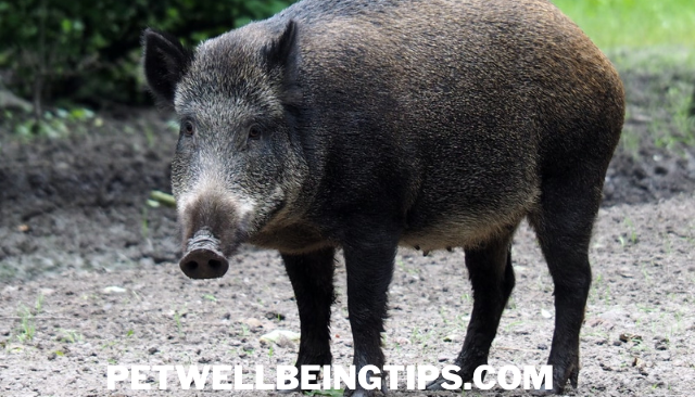 Wild boar