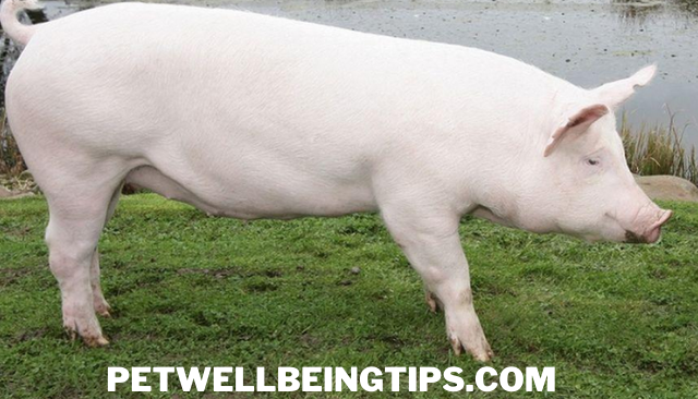 Domestic pig