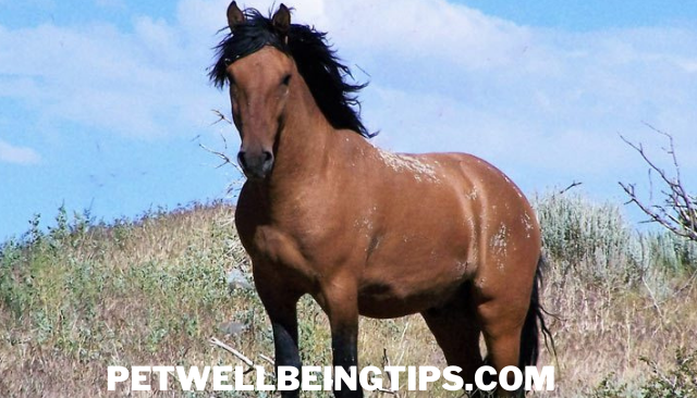 Wild horse