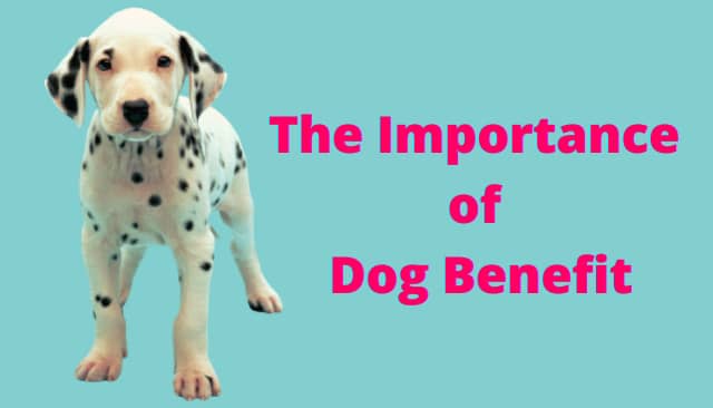 The Importance of Dog Benefit