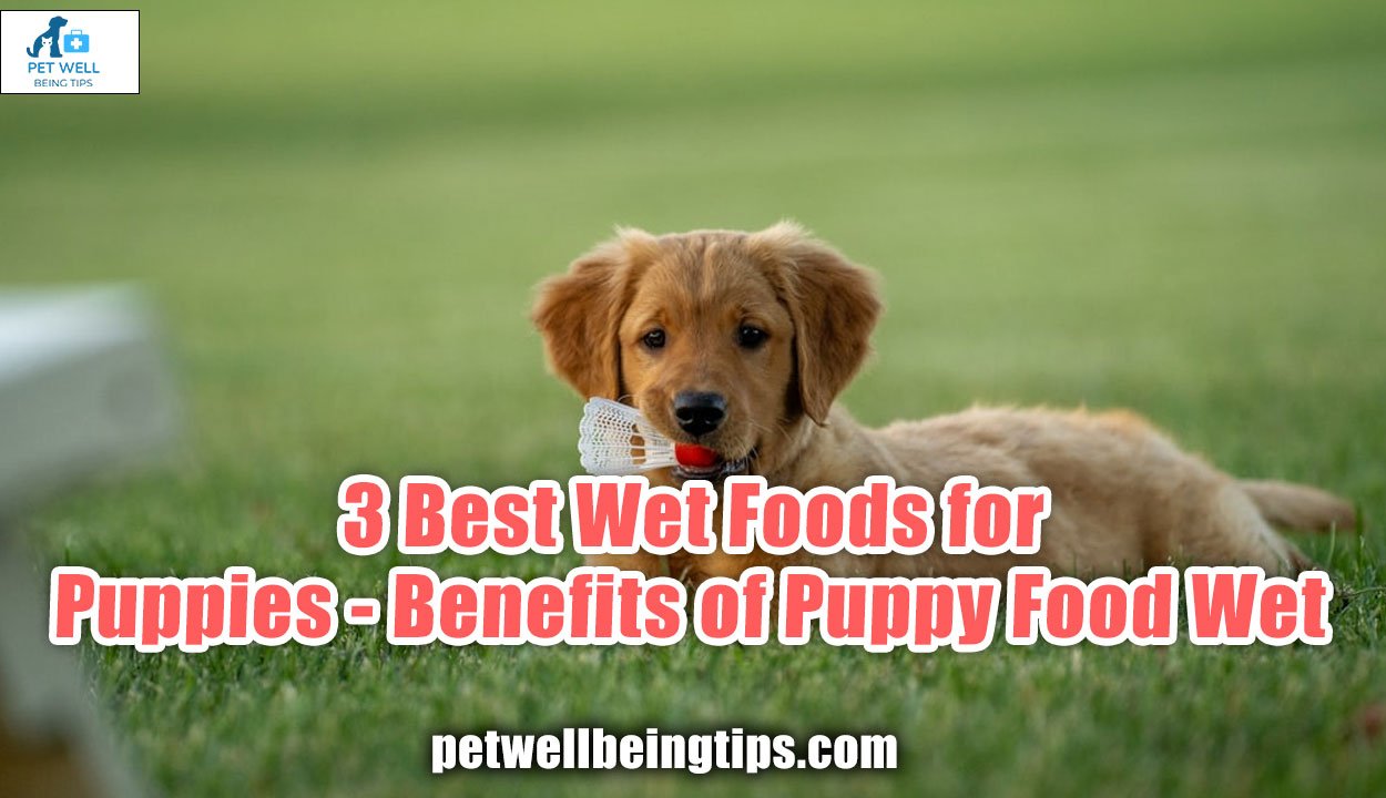 3 Best Wet Foods for Puppies -Benefits of Puppy Food Wet
