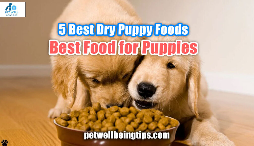 5 Best Dry Puppy Foods- Best Food for Puppies