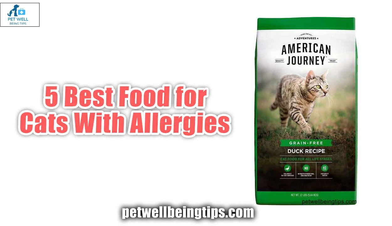 5 Best Food for Cats With Allergies