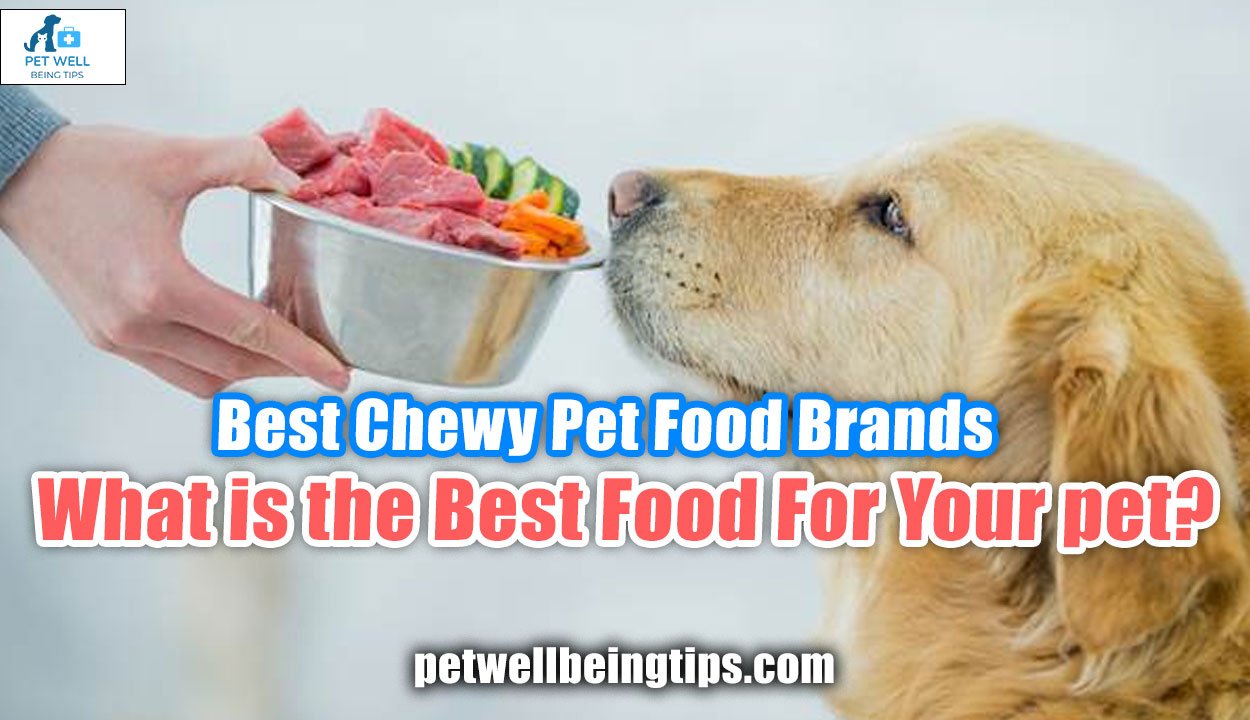 Best Chewy Pet Food Brands- What is the Best Food For Your pet?