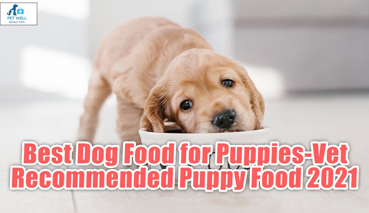 Best Dog Food for Puppies-Vet Recommended Puppy Food 2021