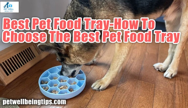 Best Pet Food Tray-How To Choose The Best Pet Food Tray