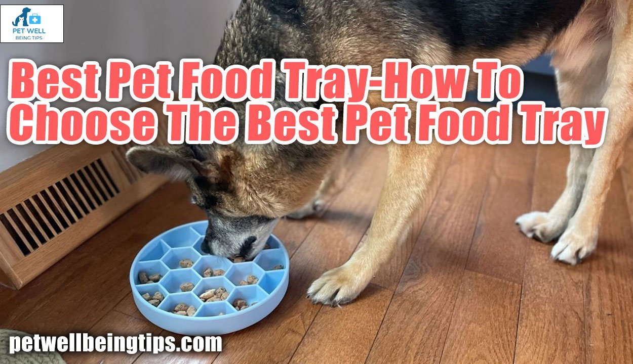 Best Pet Food Tray-How To Choose The Best Pet Food Tray