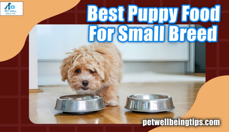 Best Puppy Food For Small Breed