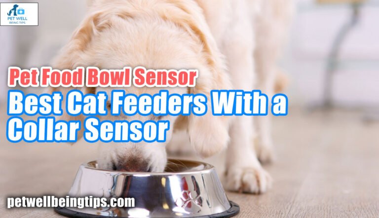 Pet Food Bowl Sensor - Best Cat Feeders With a Collar Sensor
