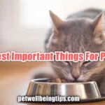 Best Important Things For Pet