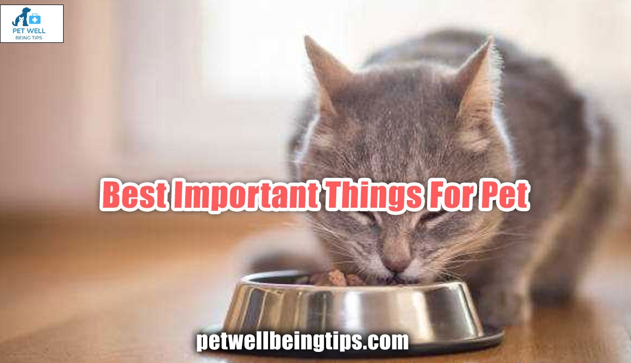 Best Important Things For Pet